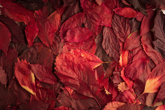 background of red tree leaves solid background on the surface