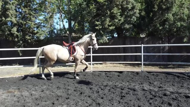 Caballo blanco corriendo en circulos a camara lenta con silla de montar.