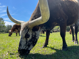 Texas longhorns grazing in the pasture