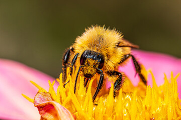 bee on a flower