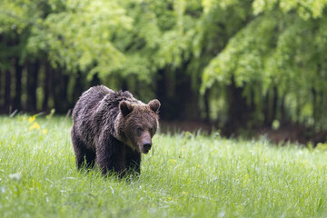 Wild Brown Bear (Ursus Arctos) on meadow. The background is a forest.  A wild animal in its natural habitat. Wildlife scenery.