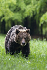 Wild Brown Bear (Ursus Arctos) on meadow. The background is a forest.  A wild animal in its natural habitat. Wildlife scenery.