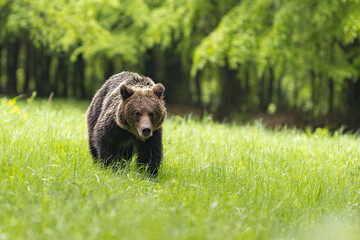 Obraz na płótnie Canvas Wild Brown Bear (Ursus Arctos) on meadow. The background is a forest. A wild animal in its natural habitat. Wildlife scenery.