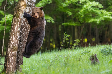 A beautiful brown bear climbs a birch tree. Wild nature in Slovakia. Wildlife animal in natural habitat