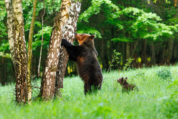 Plakat She-bear and bear cub in the meadow. Animals in natural Habitat. (Ursus arctos) . Wildlife scenery