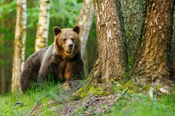 Naklejka premium Beautiful brown bear walking in birch forest. Dangerous animal in the wood. Wildlife nature 