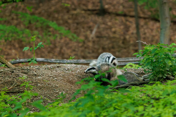 European Badger (Meles meles) in evening next to his burrow. Wild animal in natural habitat. Wildlife in Slovakia. © Branislav