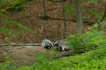 European Badger (Meles meles) in evening next to his burrow. Wild animal in natural habitat. Wildlife in Slovakia. © Branislav