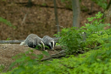 European Badger (Meles meles) in evening next to his burrow. Wild animal in natural habitat....