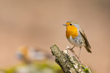 Erithacus rubecula. European robin sitting on the branch in the forest. Wildlife