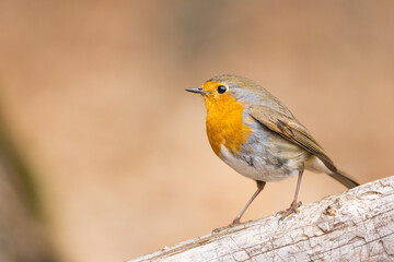 Erithacus rubecula. European robin sitting on the branch in the forest. Wildlife
