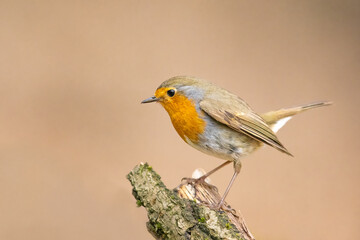 Erithacus rubecula. European robin sitting on the branch in the forest. Wildlife
