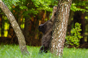 A beautiful brown bear climbs a birch tree. Wild nature in Slovakia. Wildlife animal in natural habitat