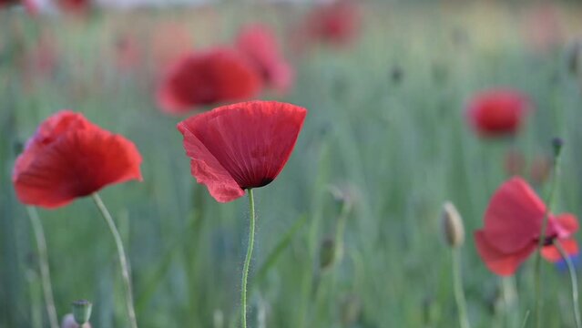 wildblumenwiese im sommer. mit rotem mohn und gr&auml;sern. blumen wiegen sich leicht im wind, romantisch, zart. geringe sch&auml;rfe auf einer mohnbl&uuml;te. slowmotion, zeitlupe