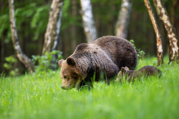 She-bear and bear cub in the meadow. Animals in natural Habitat. (Ursus arctos) . Wildlife scenery