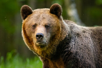 Brown Bear (Ursus Arctos) portrait.  Wildlife animal.