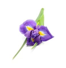 Fototapeten Purple iris flower on white background © Pixel-Shot