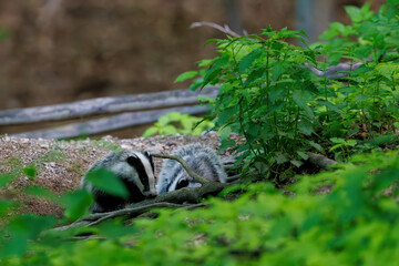 European Badger (Meles meles) in evening next to his burrow. Wild animal in natural habitat. Wildlife in Slovakia.
