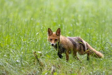 Red Fox (Vulpes vulpes) on meadow in the forest . Wildlife scenery.