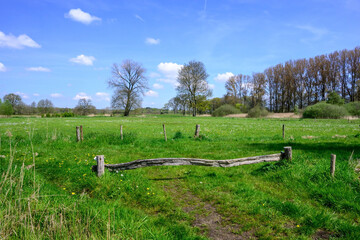 Green natural landscape on the edge of the forest in spring with a blue sky with white clouds.