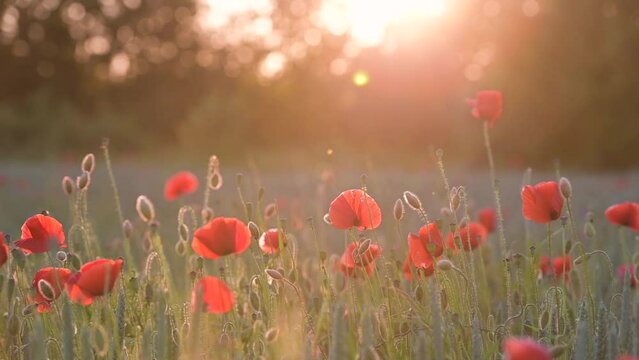 Wildblumenwiese im Gegenlicht bei Sonnenuntergang. mit rotem Mohn und Gr&auml;sern. Blumen wiegen sich leicht im Wind, romantisch, zart. Geringe Sch&auml;rfe auf einer Mohnknospe. Slowmotion, Zeitlupe