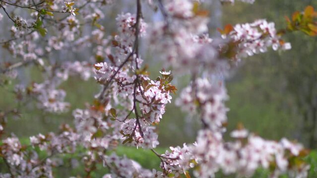Springtime awakening of nature background in 4k slow motion 60fps