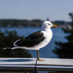 seagull on the pier