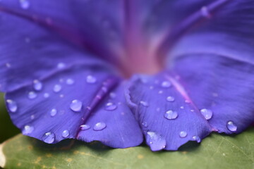Flor morada con gotas de agua plano macro Ipomea Indica
