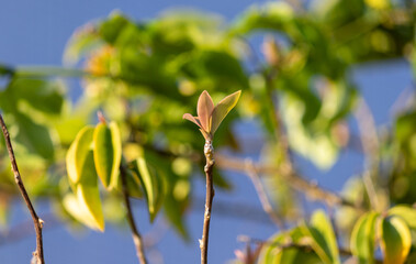 Photograph of a beautiful Pereskia aculeata.	