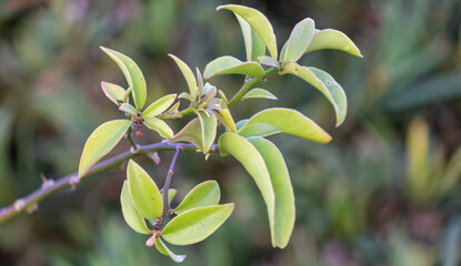 Photograph of a beautiful Pereskia aculeata.	