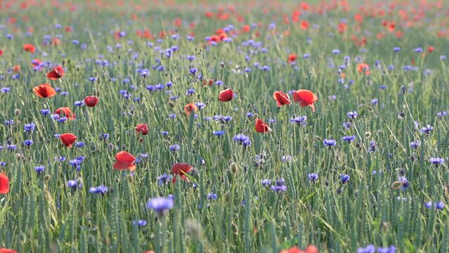 Wildblumenwiese mit rotem Mohn, Kornblumen und Gr&auml;sern. Blumen wiegen sich leicht im Wind, romantisch, zart. Geringe Sch&auml;rfe auf einer Mohnknospe. Slowmotion, Zeitlupe