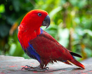 Parrot on Sentosa island