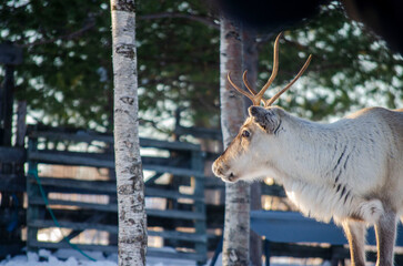 Reinder in Nutti Sámi Siida © Alejandra