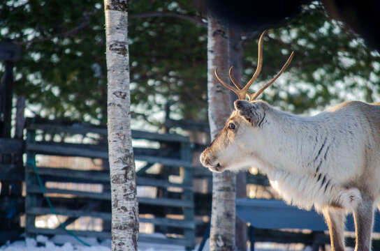 Reinder in Nutti S&aacute;mi Siida