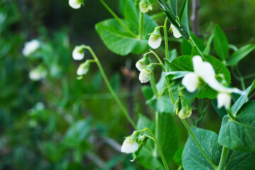 Blooming pea plant. Legume growing. Summer farming 