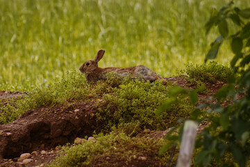 A little hare.