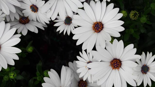 White Cape Marguerite or Osteospermum ecklonis, Dimorphotheca, Cape daisy flowers as a natural floral background.