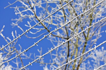 Schnee und Eis auf Baumzweigen