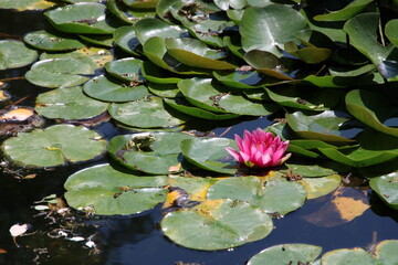Frog with pink water lily