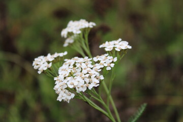 White flower in the forest with blurry background