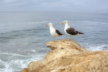 Photo of two seagulls perched on a rocky outcrop overlooking the majestic Patagonian coastline in...