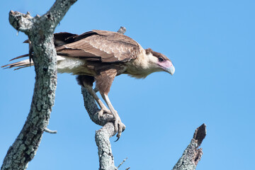 Juvenile Crested Caracara Perched on Branch in Acadia Parish Louisiana