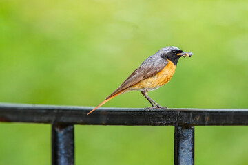 American Robin birds