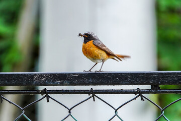 American Robin birds