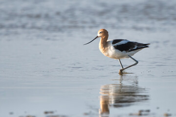 American Avocet in Louisiana Rice Field