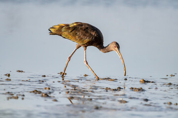 Ibis Feeding in Louisiana Rice Field in Summer