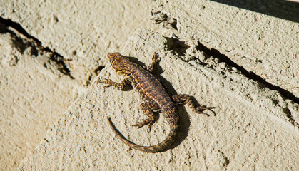 lagarto que vive nas pedras na natureza