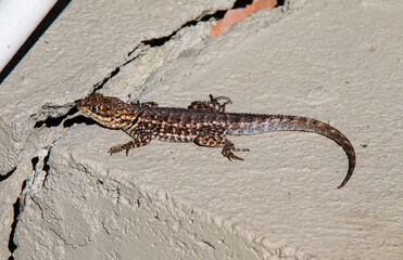 lagarto que vive nas pedras na natureza