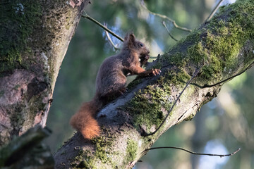 Close up of a squirrel sitting on a tree
