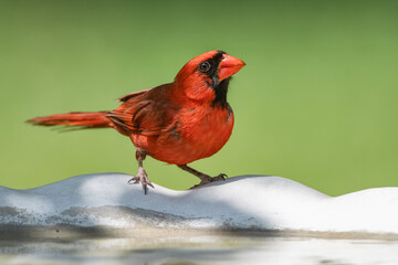 Male Northern Cardinal Perched on Side of Birdbath in Louisiana Garden